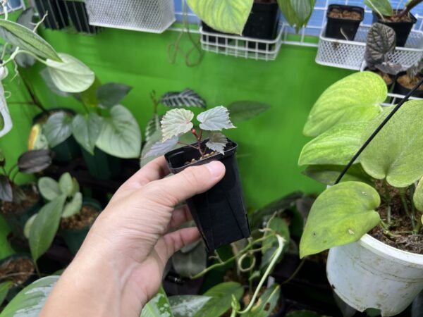 Begonia sp. Sabah - 画像 (3)