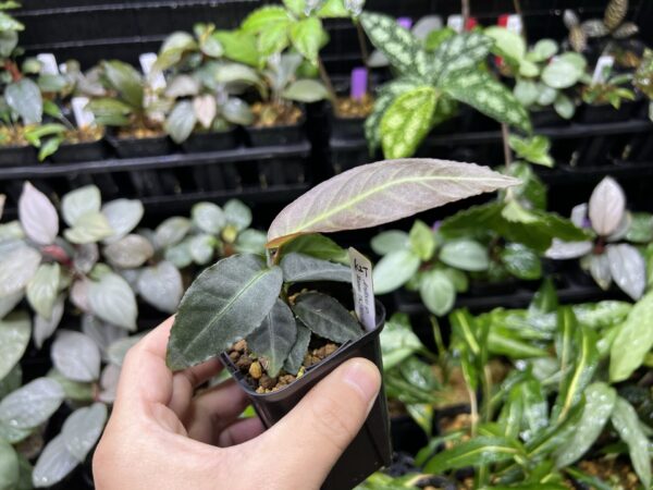 Ardisia sp. Ranau  Zombie Color - 画像 (2)