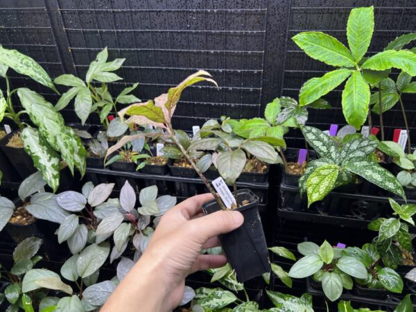 Amorphophallus manta Sumpur - 画像 (3)