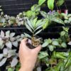 No Roots Elatostema sp. Aceh sumatera - 画像 (2)