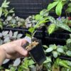 No Roots Elatostema sp. Aceh sumatera - 画像 (4)