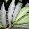 No Roots Elatostema sp. Aceh sumatera - 画像 (3)