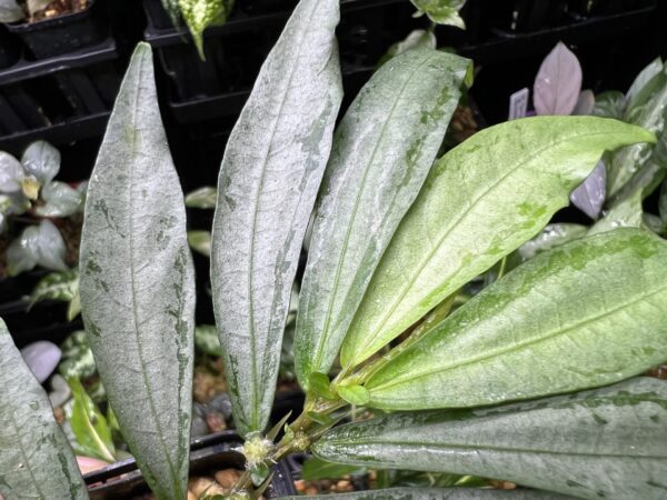 No Roots Elatostema sp. Aceh sumatera - 画像 (3)