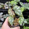 Begonia sp. Lahad Datu Large white spot