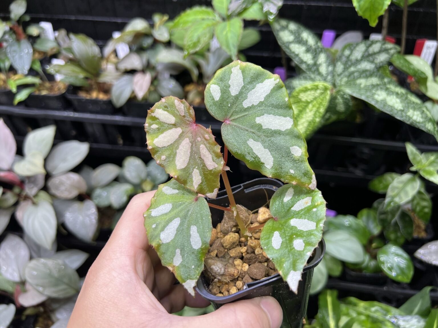 Begonia sp. Lahad Datu Large white spot - KZT PLANTS STORE