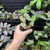 Begonia sp. Lahad Datu Large white spot - 画像 (2)