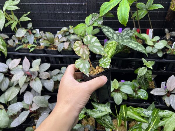 Begonia sp. Lahad Datu Large white spot - 画像 (2)