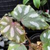 Begonia sp. Lahad Datu Large white spot - 画像 (3)