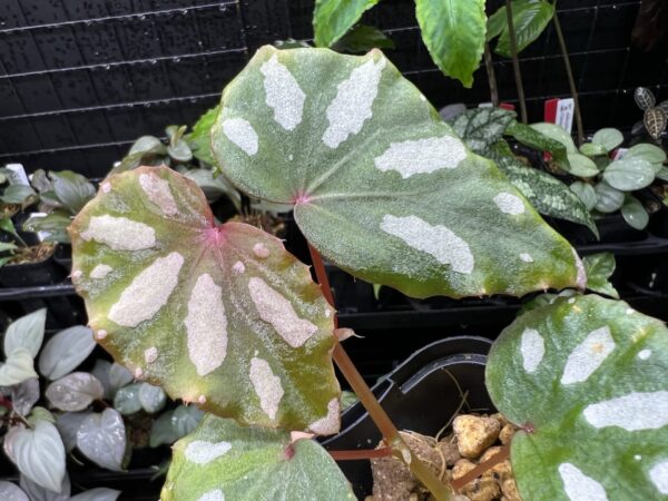 Begonia sp. Lahad Datu Large white spot - 画像 (3)