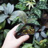 No Roots Ardisia sp.Perlis Malaysia - 画像 (2)
