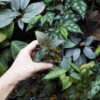 No Roots Ardisia sp.Perlis Malaysia - 画像 (3)