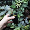 No Roots Ardisia sp.Perlis Malaysia - 画像 (4)