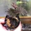 Solanum uleanum - 画像 (2)