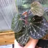 Piper porphyrophyllum Selangor - 画像 (2)