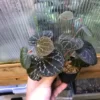 Piper porphyrophyllum Selangor - 画像 (4)
