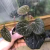 Piper porphyrophyllum Selangor - 画像 (3)