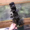 Solanum uleanum