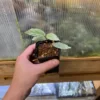 Begonia sp. Tawau - 画像 (3)