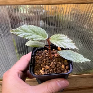 Begonia sp. Tawau