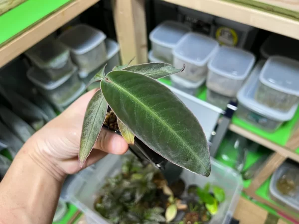 Ardisia sp.Putussibau Pink edge - 画像 (2)