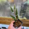 Begonia taiwaniana - 画像 (4)