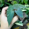 Begonia sp.Lampung sumatera Blue Purple Velvet