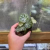 Begonia sp. Cao Bang Blue-green round leaves - 画像 (4)