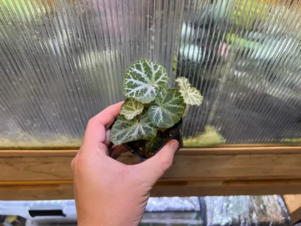 Begonia sp. Cao Bang Blue-green round leaves - 画像 (4)