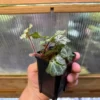Begonia sp. Cao Bang Blue-green round leaves - 画像 (6)