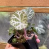 Begonia sp. Cao Bang Blue-green round leaves - 画像 (2)