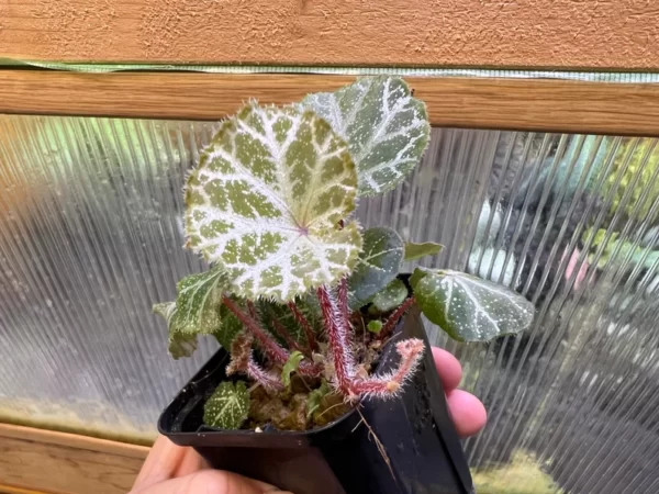 Begonia sp. Cao Bang Blue-green round leaves - 画像 (2)