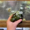 Begonia sp. Cao Bang Blue-green round leaves - 画像 (5)