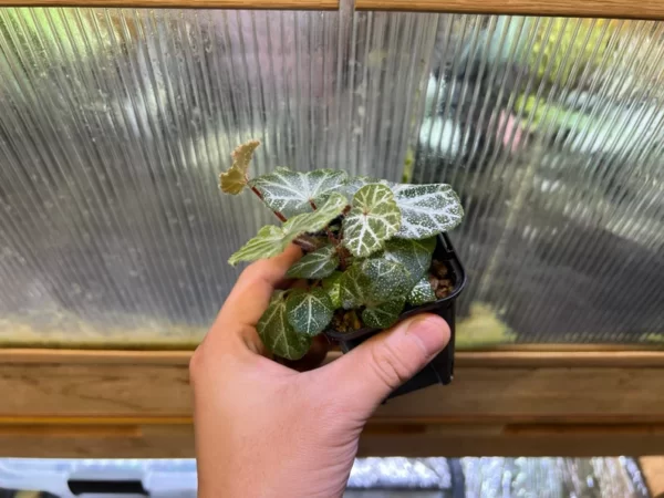 Begonia sp. Cao Bang Blue-green round leaves - 画像 (5)