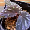 Begonia atricha Lampung sumatera - 画像 (2)
