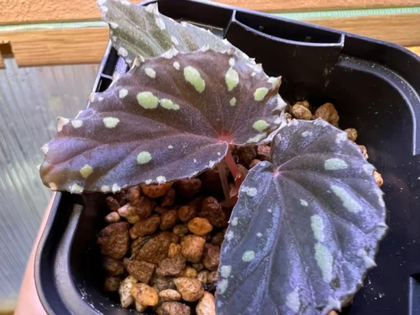 Begonia atricha Lampung sumatera - 画像 (2)