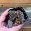 Begonia atricha Lampung sumatera
