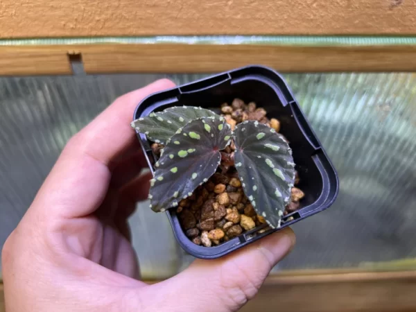 Begonia atricha Lampung sumatera