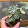 Begonia sp. Cao Bang Blue-green round leaves