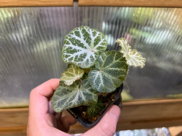 Begonia sp. Cao Bang Blue-green round leaves