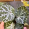 Begonia sp. Cao Bang Blue-green round leaves - 画像 (3)