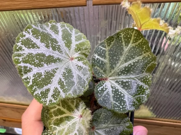 Begonia sp. Cao Bang Blue-green round leaves - 画像 (3)
