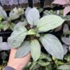 Homalomena cf. humilis  Rec132