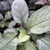 Homalomena cf. humilis  Rec132 - 画像 (4)