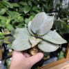 HOMALOMENA HYBRID  Rec96 F1