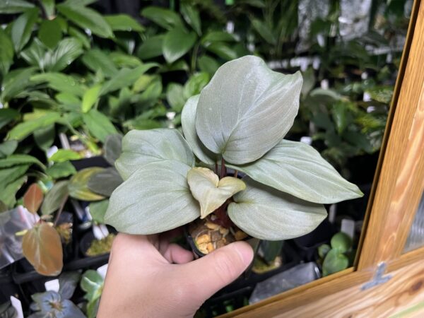 HOMALOMENA HYBRID  Rec96 F1