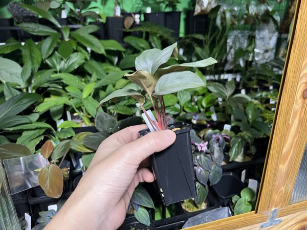 HOMALOMENA HYBRID  Rec96 F1 - 画像 (3)
