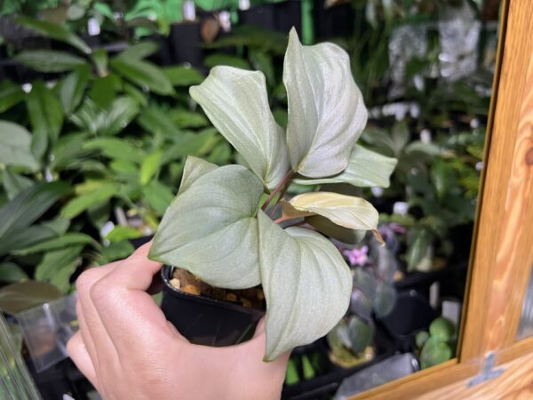 HOMALOMENA HYBRID  Rec96 F1 - 画像 (6)