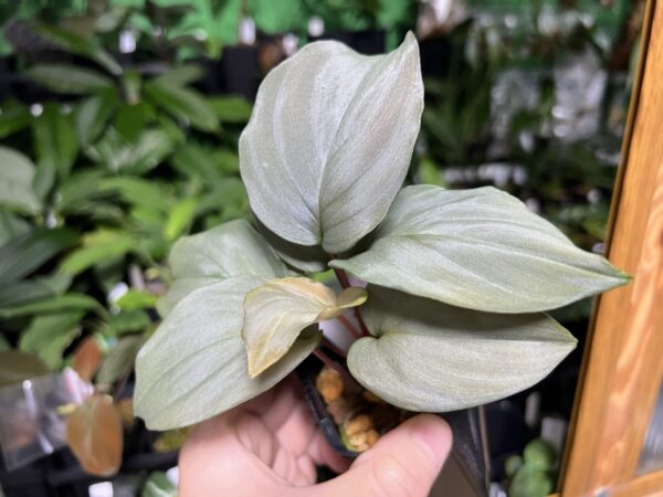 HOMALOMENA HYBRID  Rec96 F1 - 画像 (4)