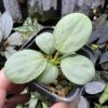 Homalomena sp. 銀鮫  Aceh sumatera Rec114 F1