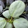 Homalomena sp. 銀鮫  Aceh sumatera Rec114 F1 - 画像 (2)
